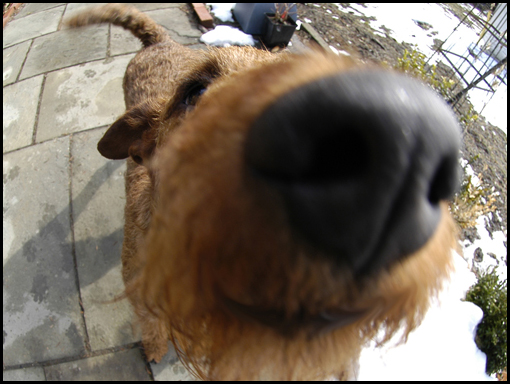 A dog’s life… Fergus shares his smile