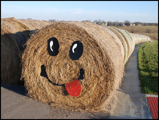 A fun hay fever to catch… smiley barrels in the field